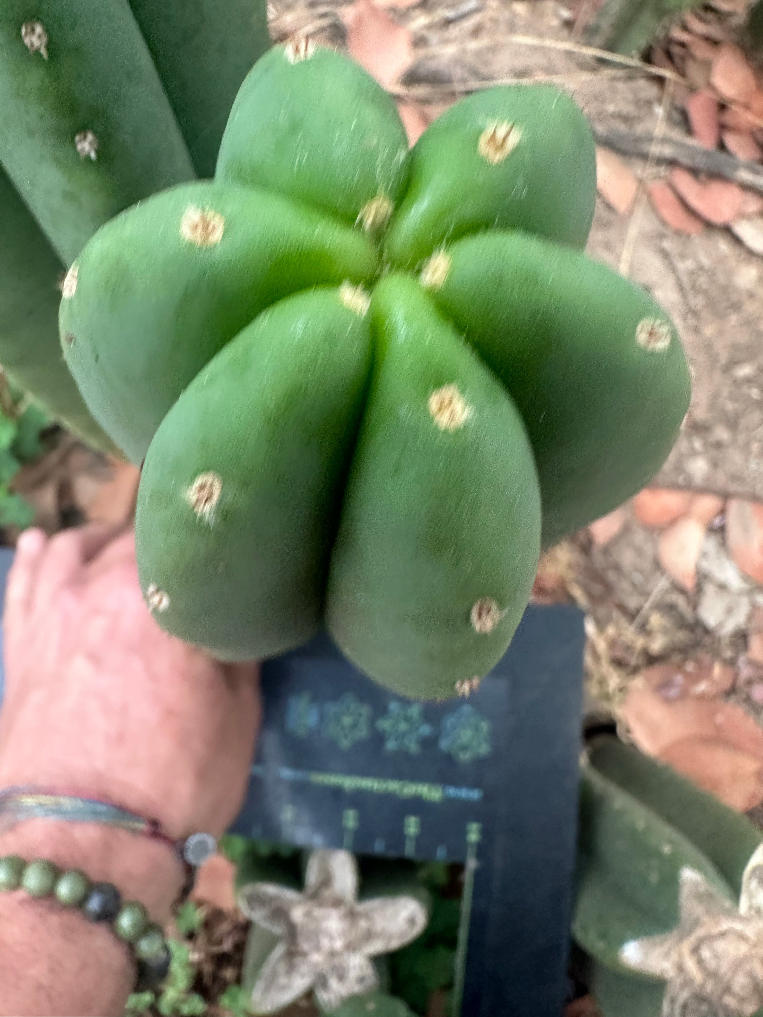 -👑🌶️  Scop A  — Chonky 11” Pup