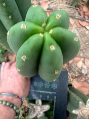 -👑🌶️  Scop A  — Chonky 11” Pup