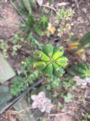 💎 Vari Pachanoi — 8” Tip
