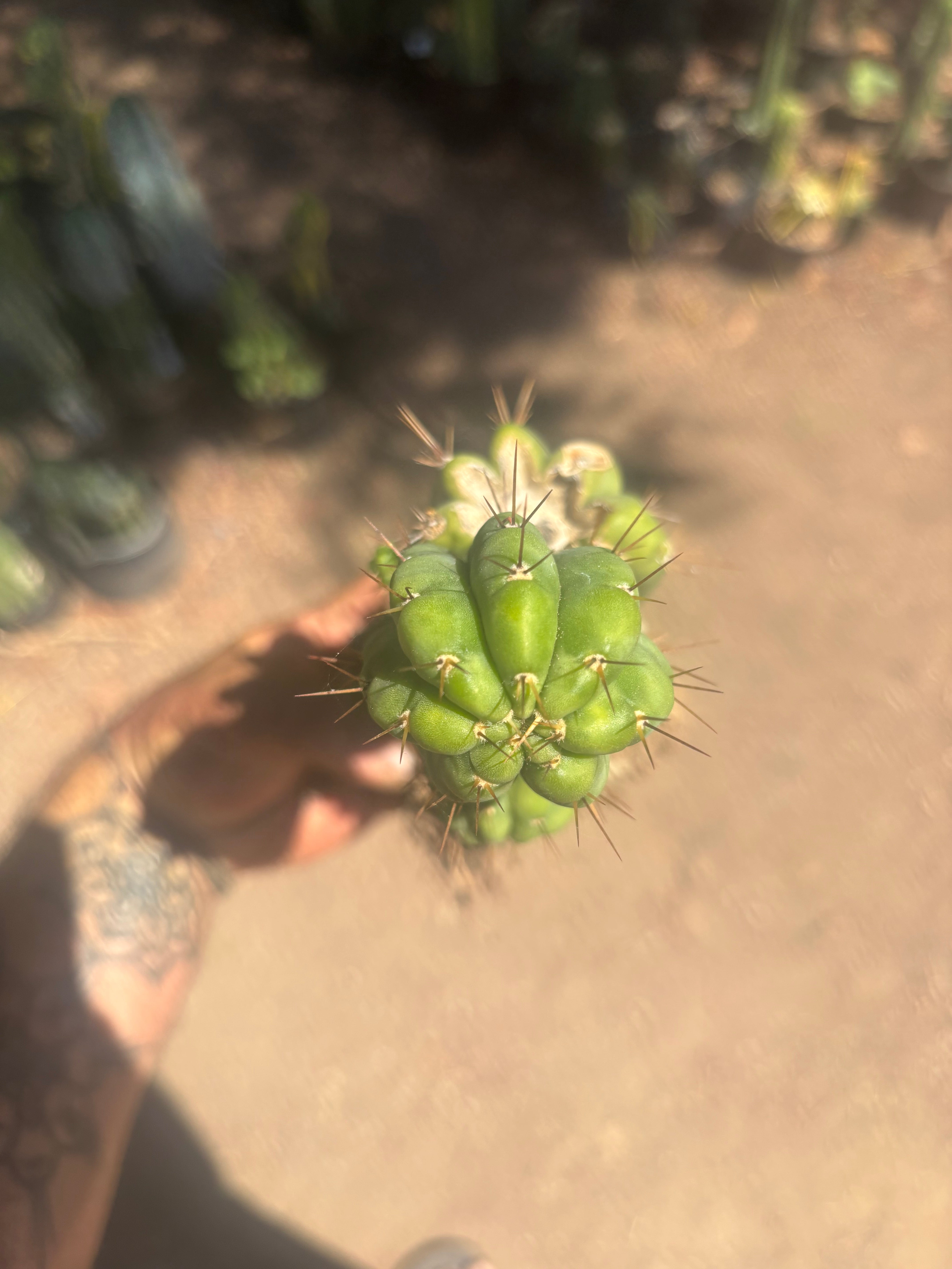 💎👑💎 Havran — Established Multi-Pup Graft on PC