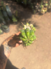 💎👑💎 Havran — Established Multi-Pup Graft on PC