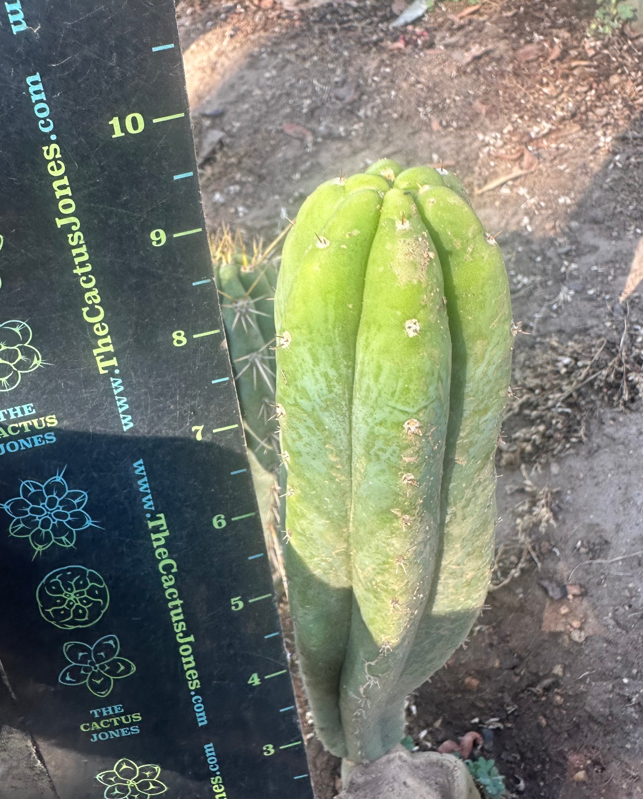 👑🌶️🌶️ And Again … Ogun — Another 10” Pup