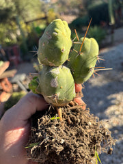 👑🌶️🌶️  TBM Clone B