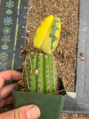 💎🔰 Ferah x Velvet, Vari #2 (FVV2) — Rooted Tip Graft
