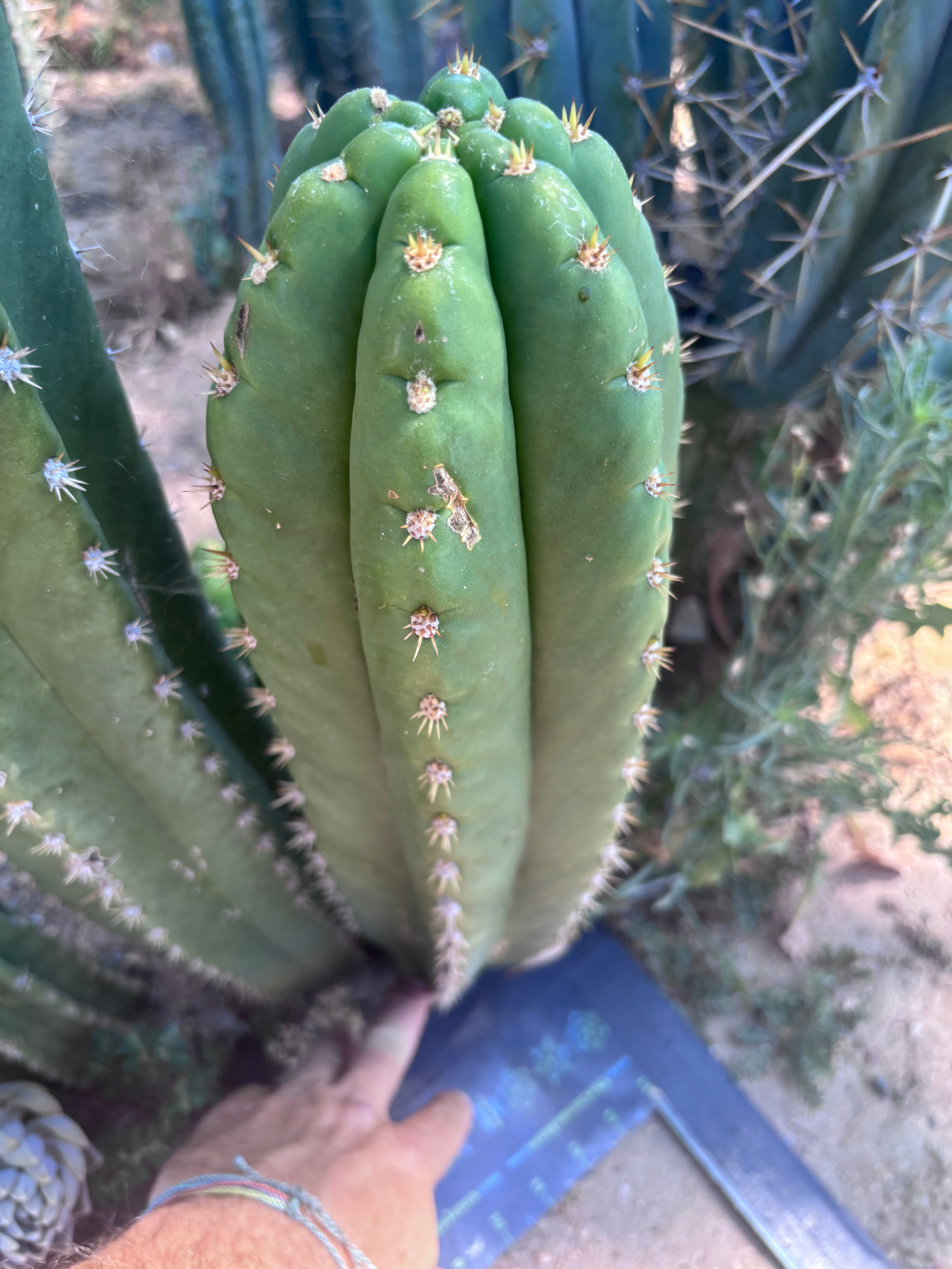 💎🌶️ Tipz x Super Pedro — Massive 15” Pup