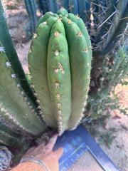 💎🌶️ Tipz x Super Pedro — Massive 15” Pup