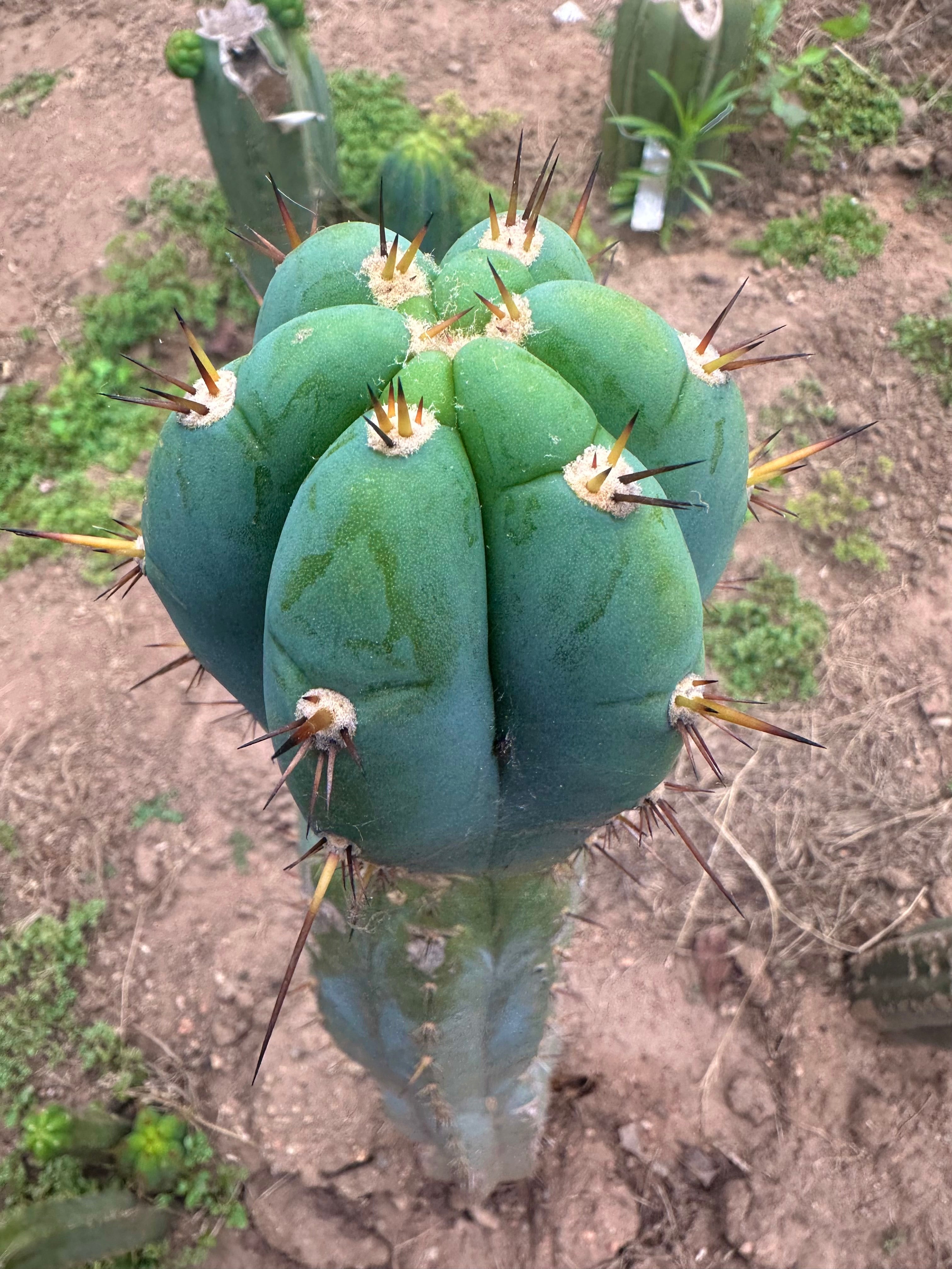 💎👑🌶️💎  Hyperspace Pixie! — 8” Tip