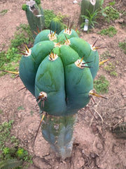 💎👑🌶️💎  Hyperspace Pixie! — 8” Tip