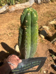 👑💎 Chavin De Huantar — XL 14” Tip