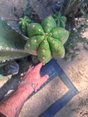 💎🌶️ Tipz x Super Pedro — Massive 15” Pup