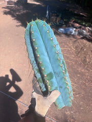💎👑💎 Rimac — *Unreal* 15” FAT Tip