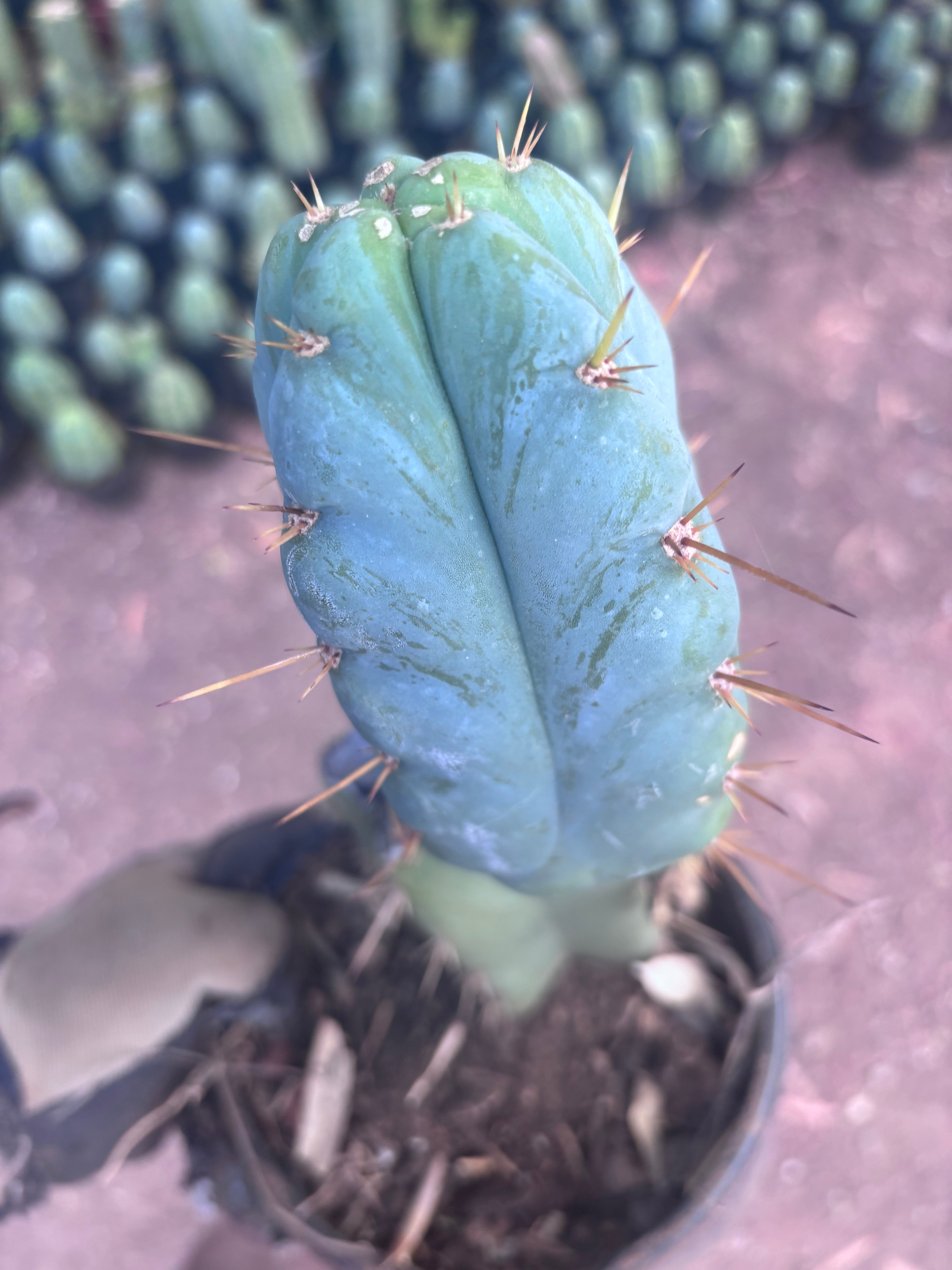 👑 Lotusland Huanu —  Fully Rooted Mid with Fat Pup