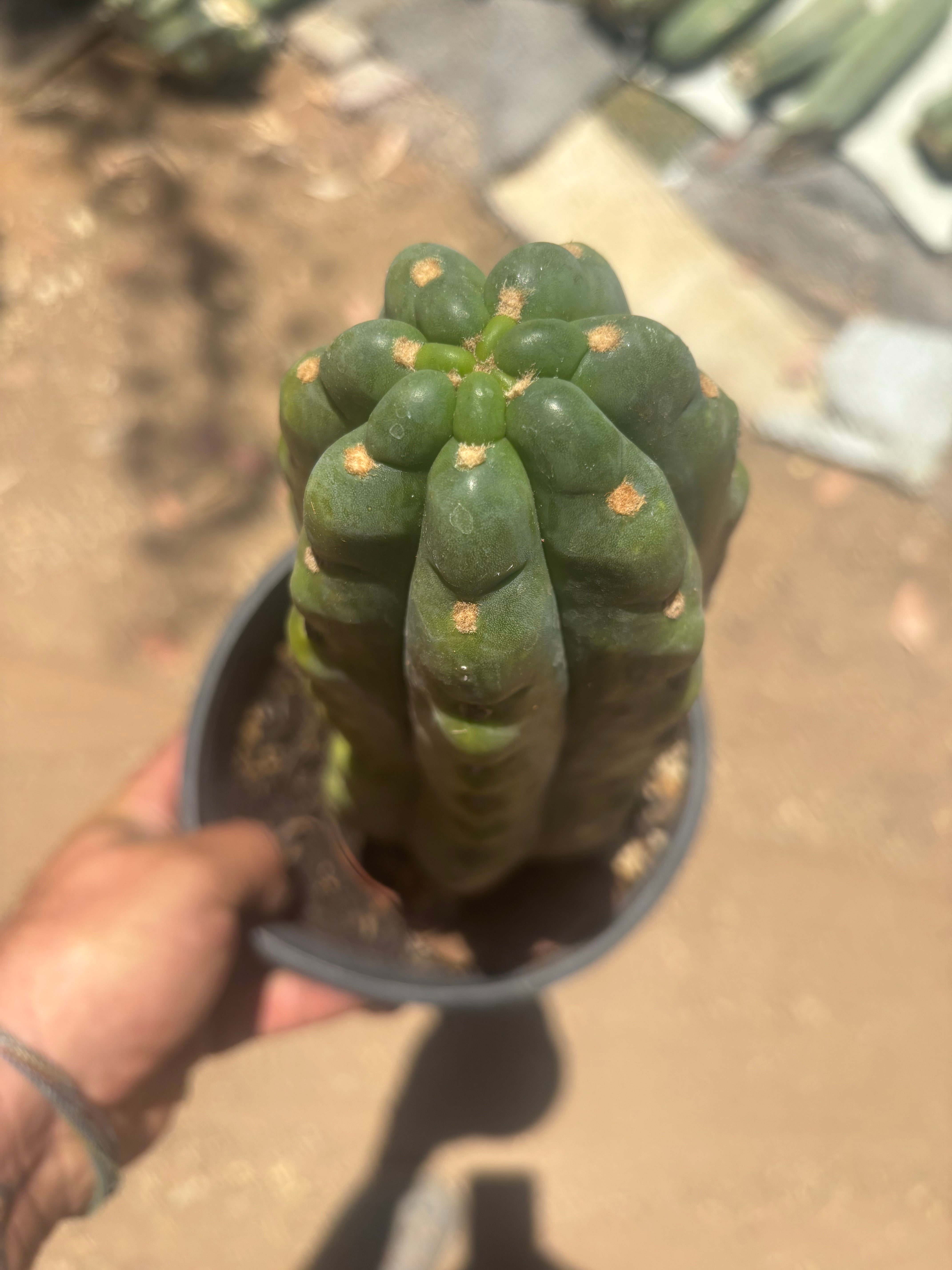 💎👑🌶️  Ichoca — Chonky Rooted 12”