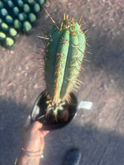 💎👑💎(🌶️ ) Tipz — Fully Rooted 16”
