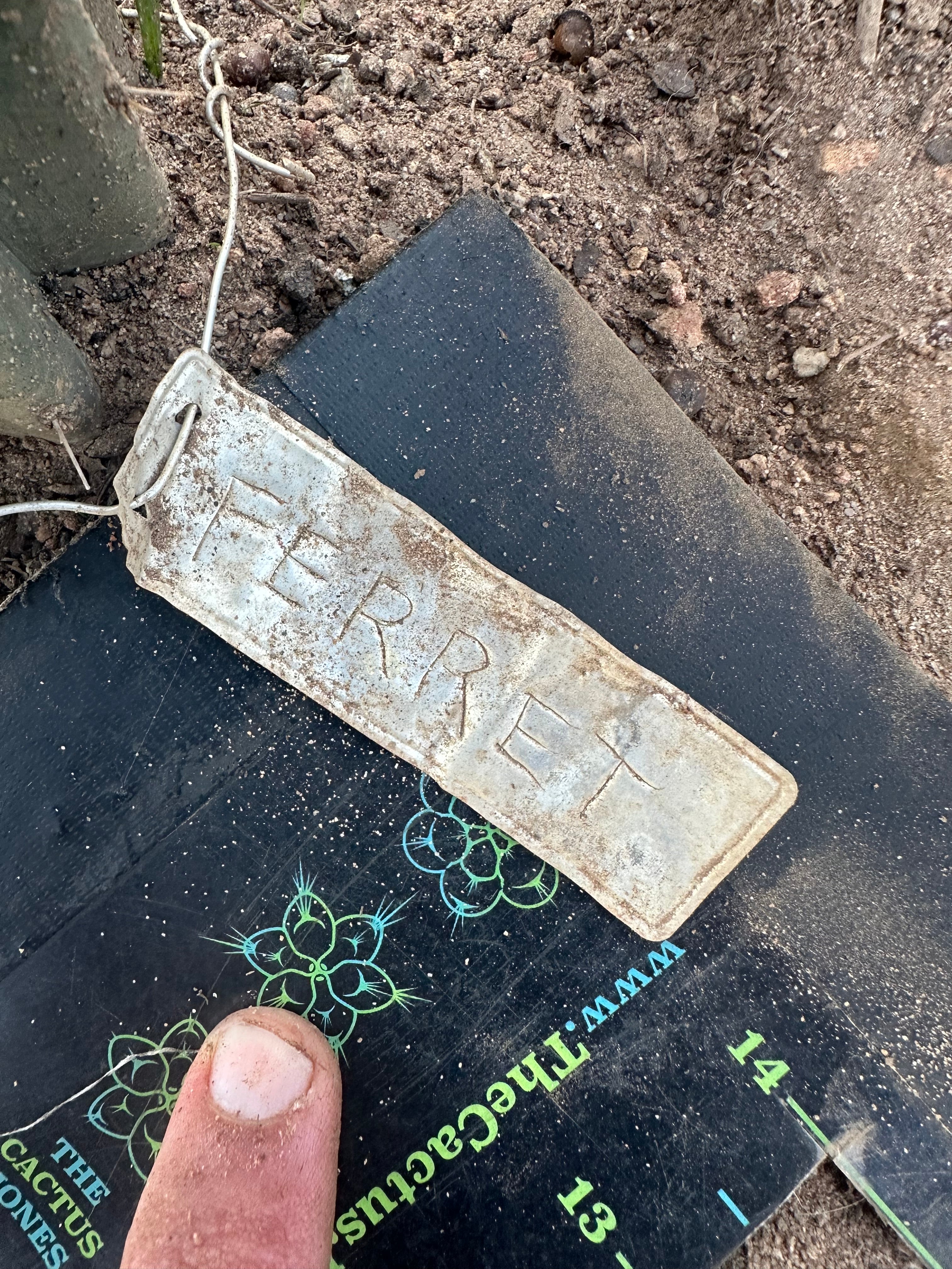 💎👑 Ferret— 13.5” Pup