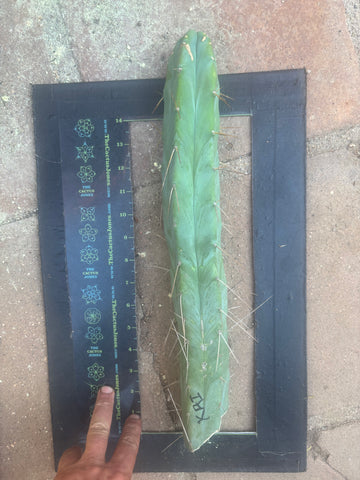👑🌶️ Kai — 15” Tip