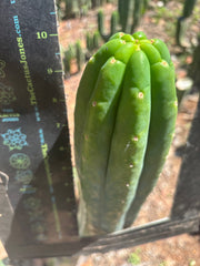 👑🌶️🌶️ Ogun — Fat 10” Tip