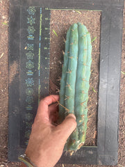 💎👑💎🌶️  Ashdod — 12” Pup