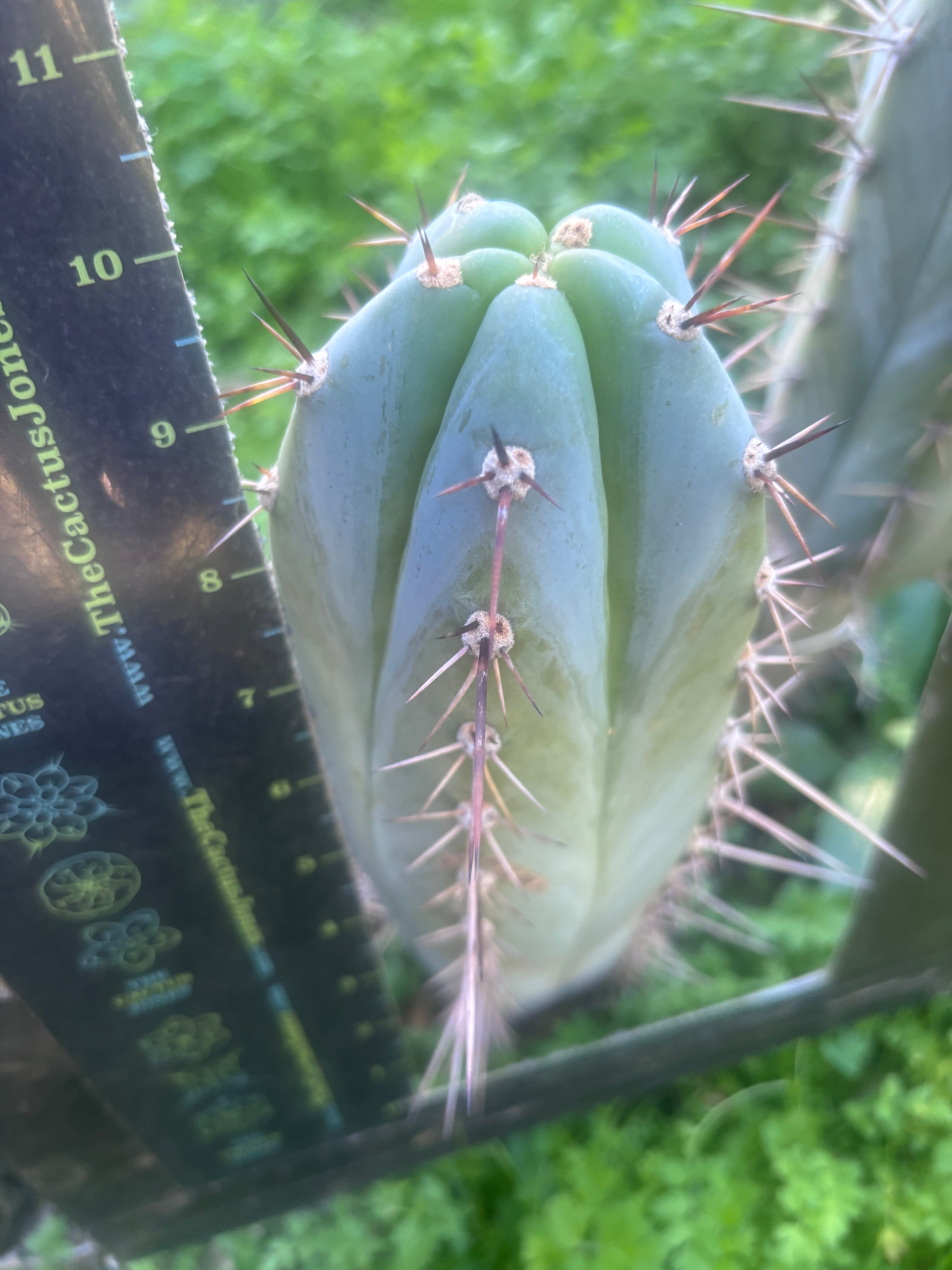 💎👑 Rosei 2 — Chonky 10” Tip