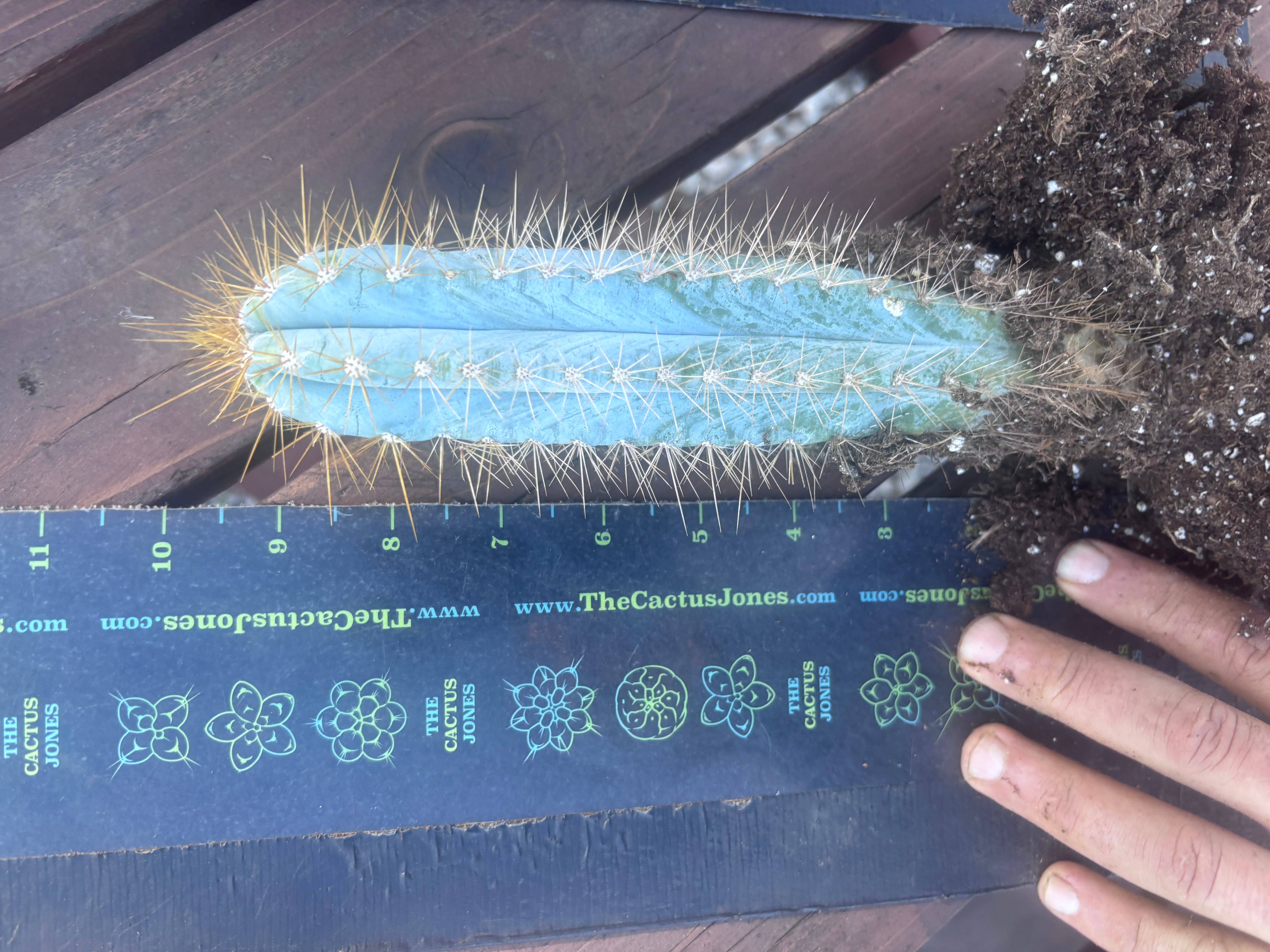 🎁 NEW Add On Freebie! — Pilosocereus, Rooted 8”-11”