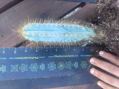 🎁 NEW Add On Freebie! — Pilosocereus, Rooted 8”-11”