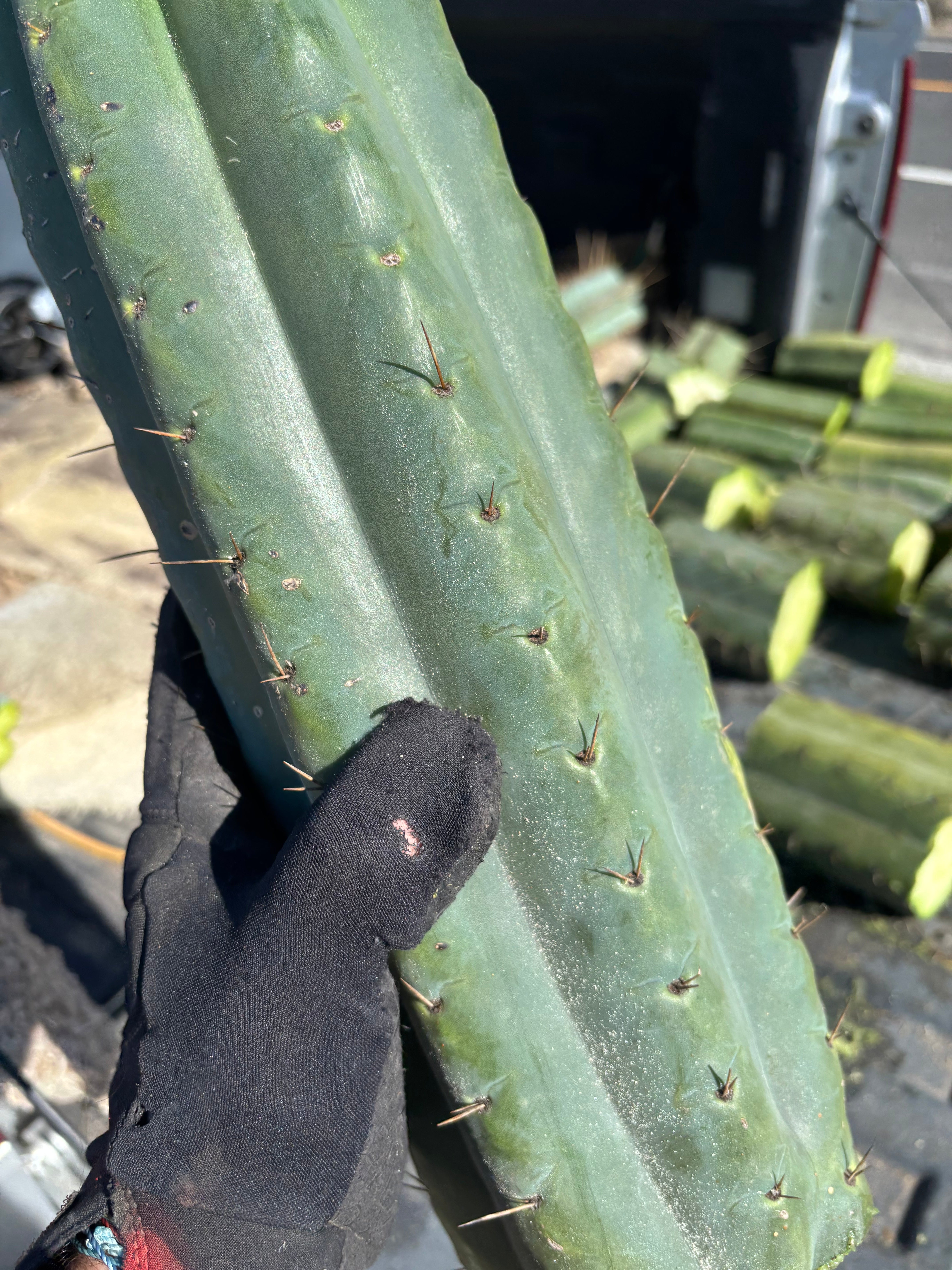 💎🌶️ SS02 x Yowie — MASSIVE 15” Tip