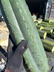 💎🌶️ SS02 x Yowie — MASSIVE 15” Tip