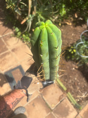 👑🌶️🌶️ Eileen — XL 14” Tip