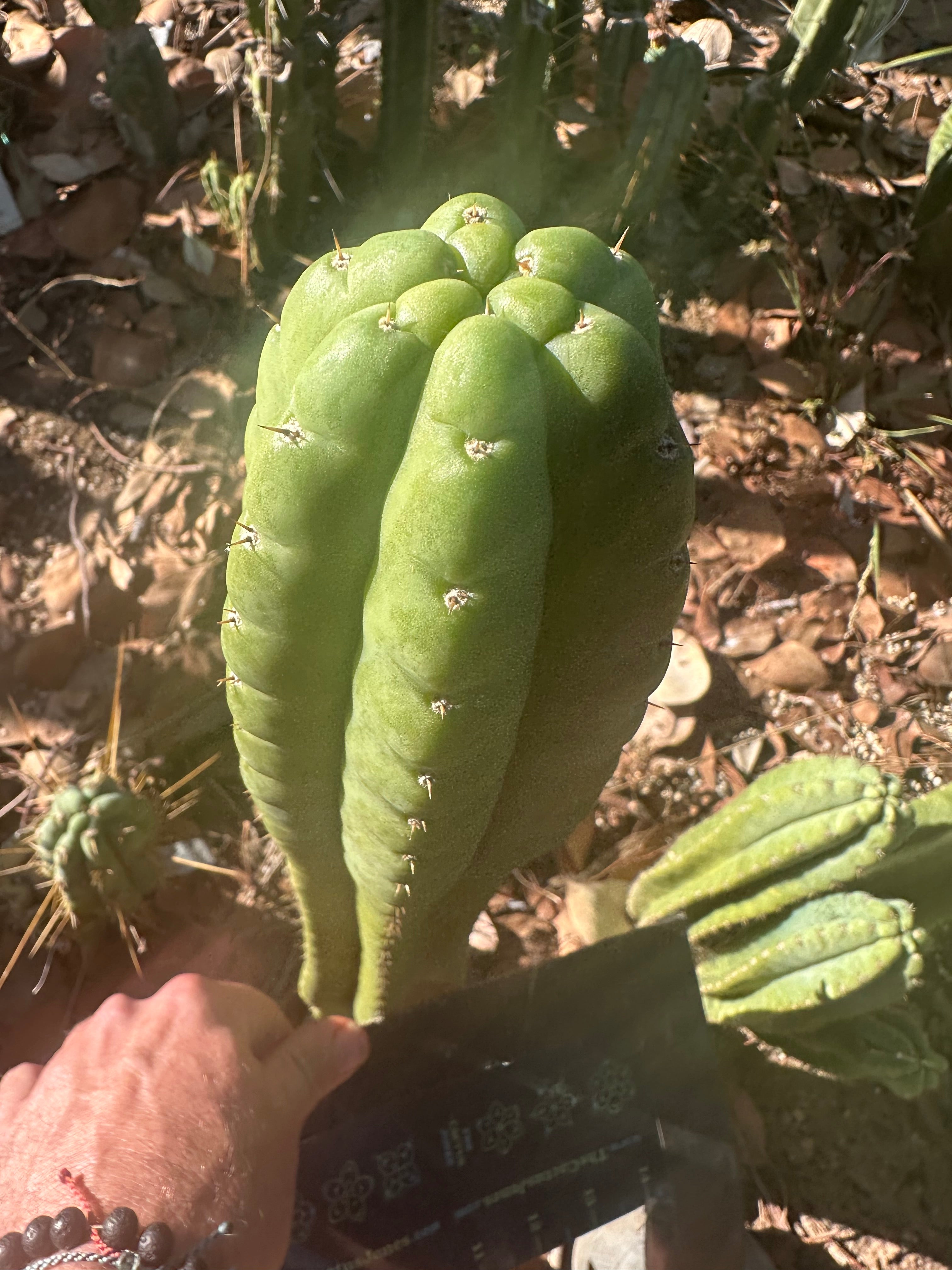 👑🌶️ Lima — 12” Tip