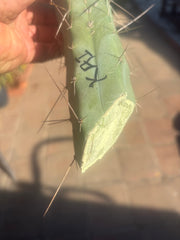 👑🌶️ Kai — 15” Tip