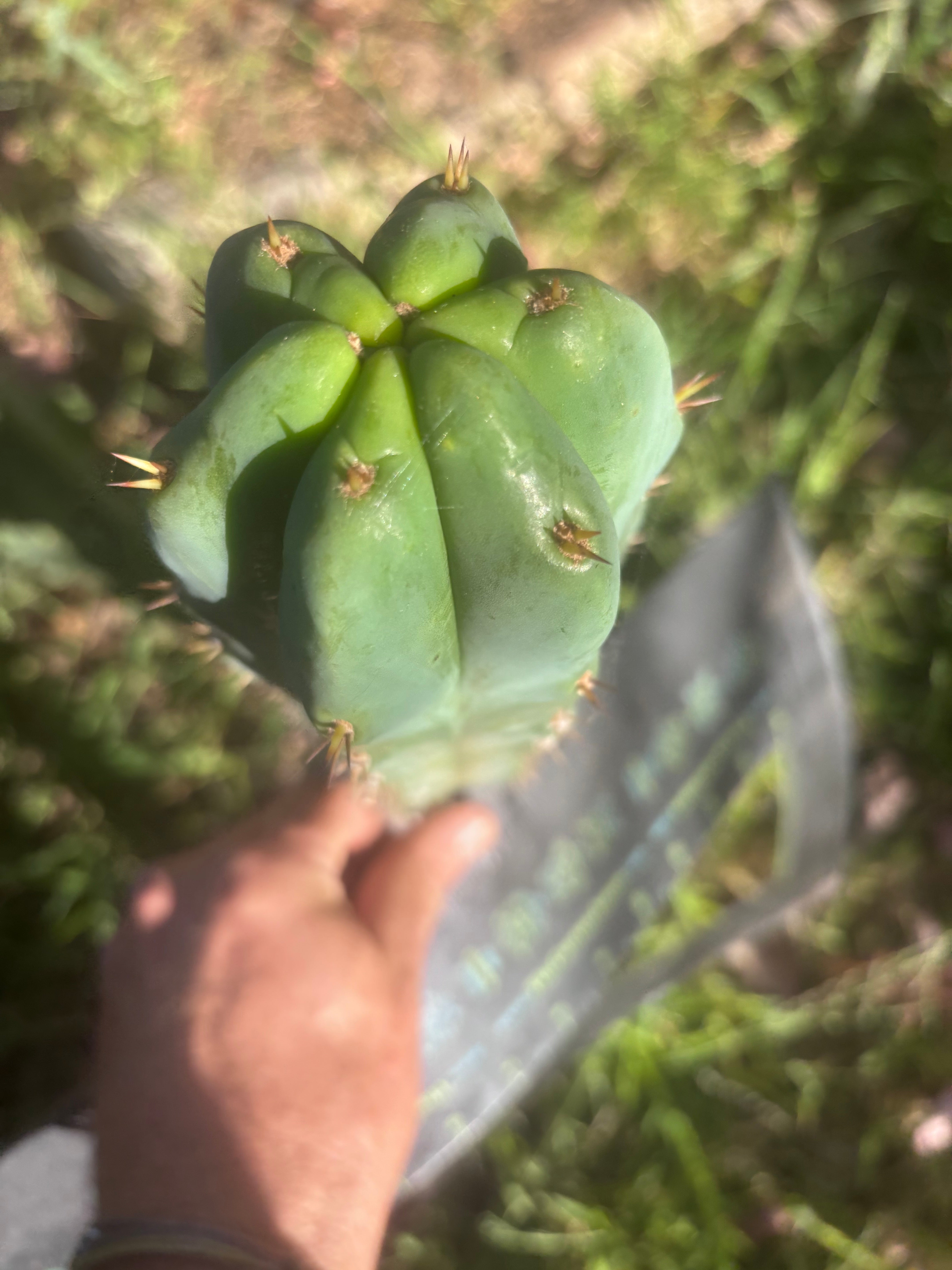 🌶️🌶️ NoidTwo — 9.5” Pup