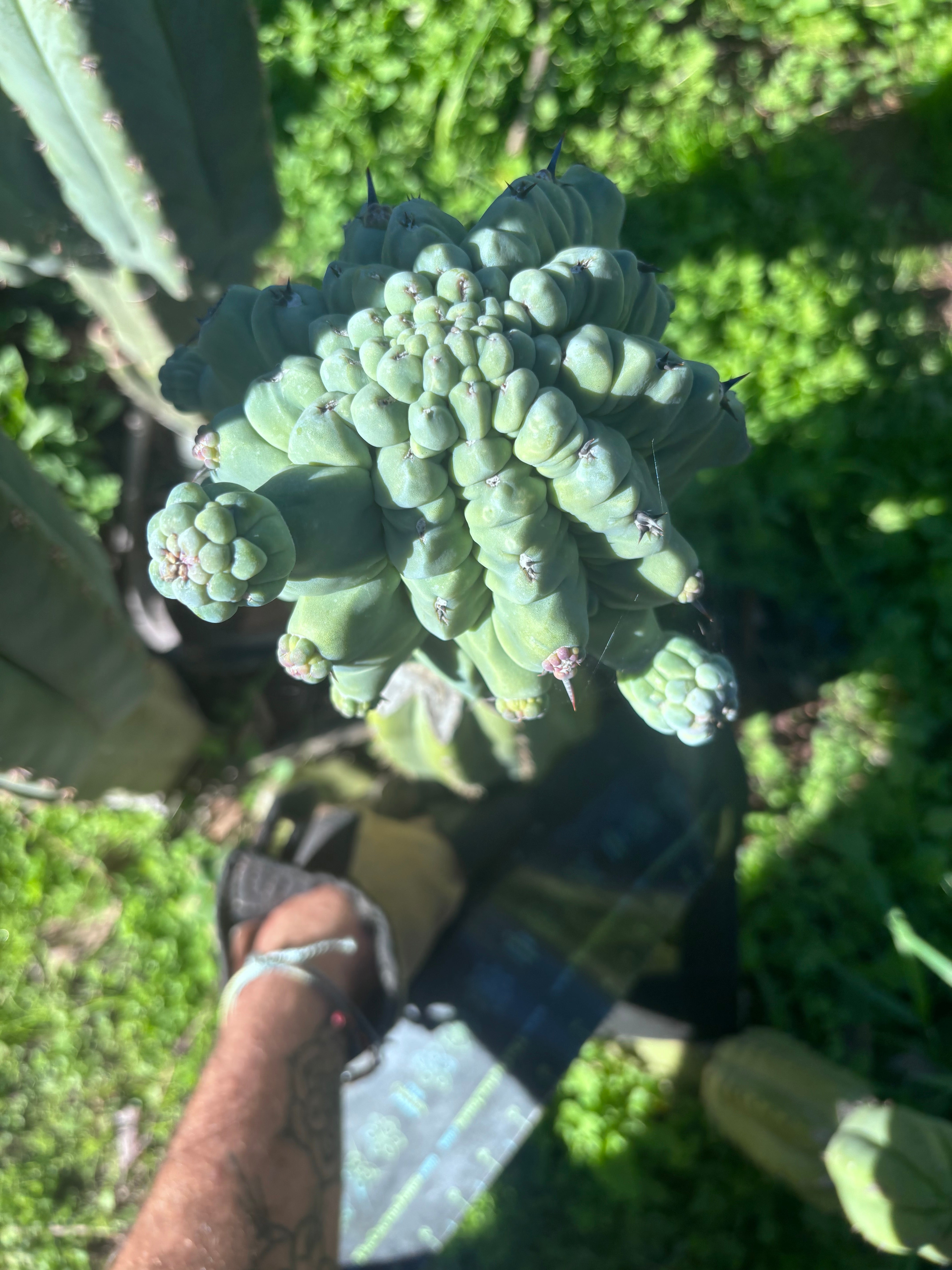 💎👑💎 Glorp — XL Pupsplosion Graft