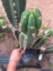 👑🌶️ Huancabamba — XL 17” Tip