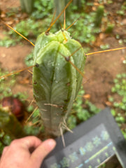 👑🌶️🌶️ Dulzura — 10” Tip