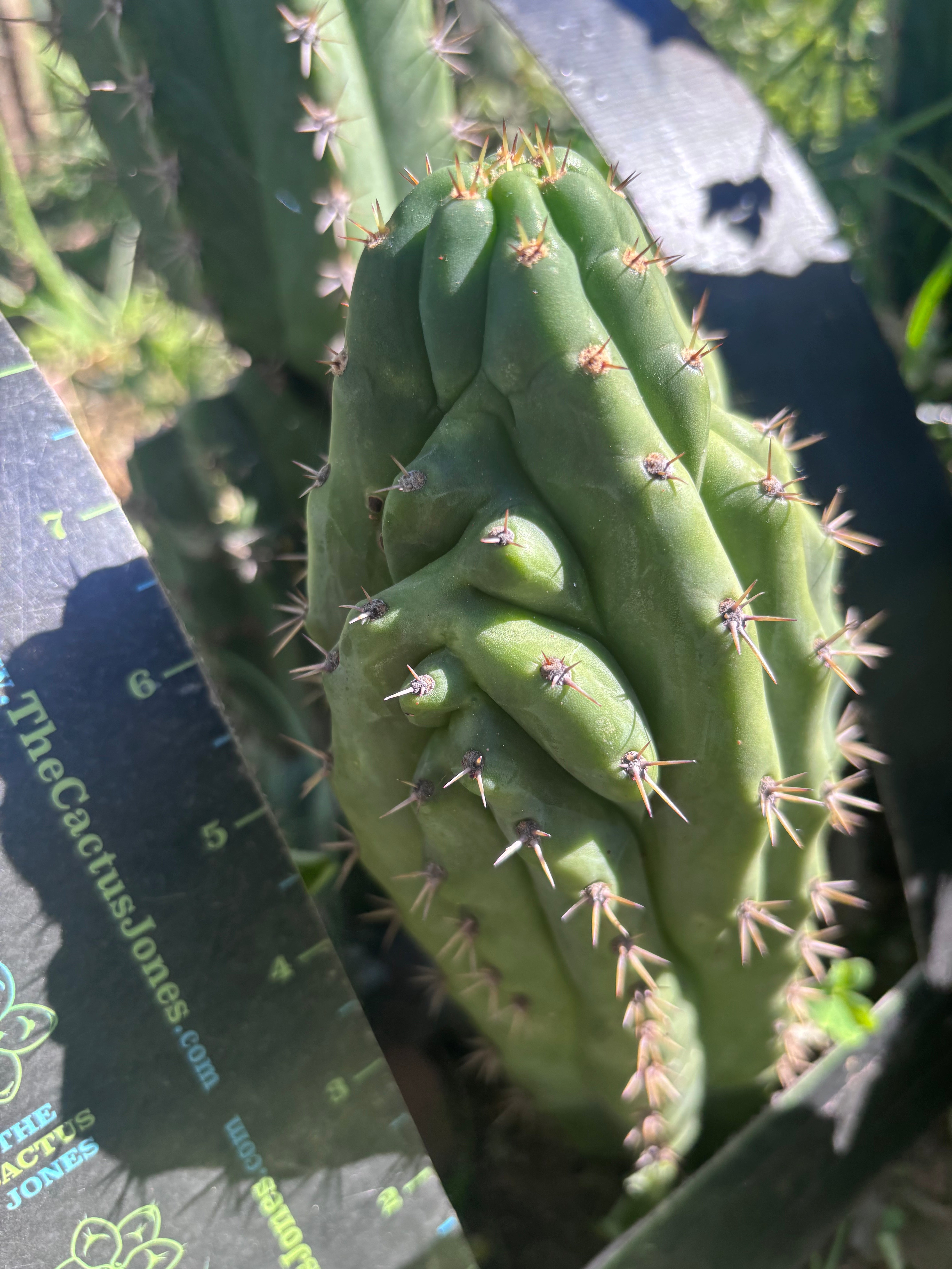👑🐦‍⬛ RJ’s Clone — 9” Tip