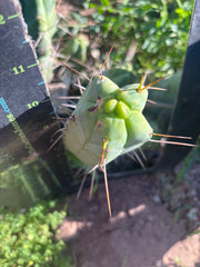 👑🌶️  Mel — 11” Pup