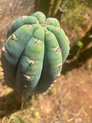 💎👑💎 Althea — *Massive* 9” Tip