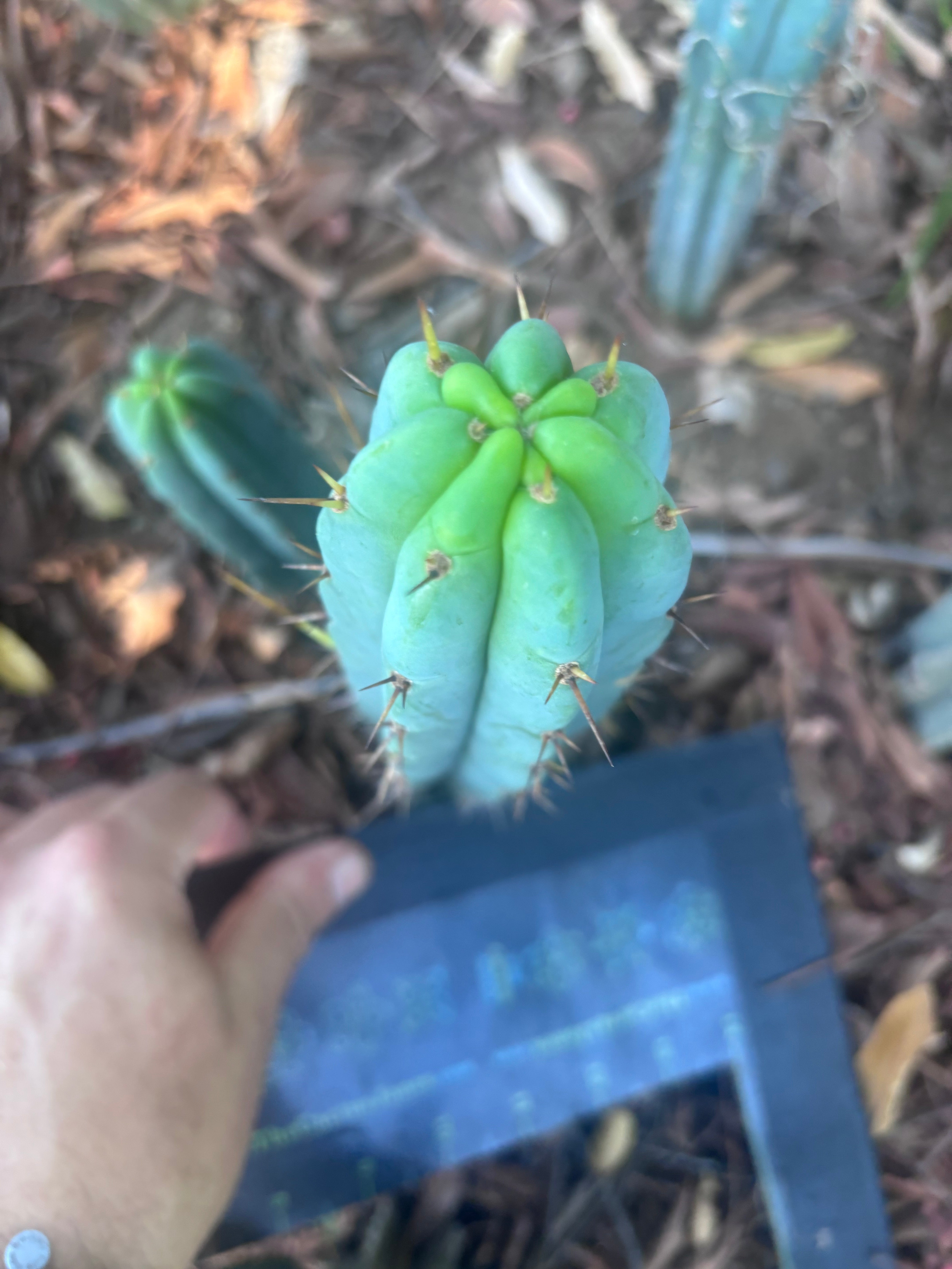 👑🌶️🌶️ Pala! — 9” Tip