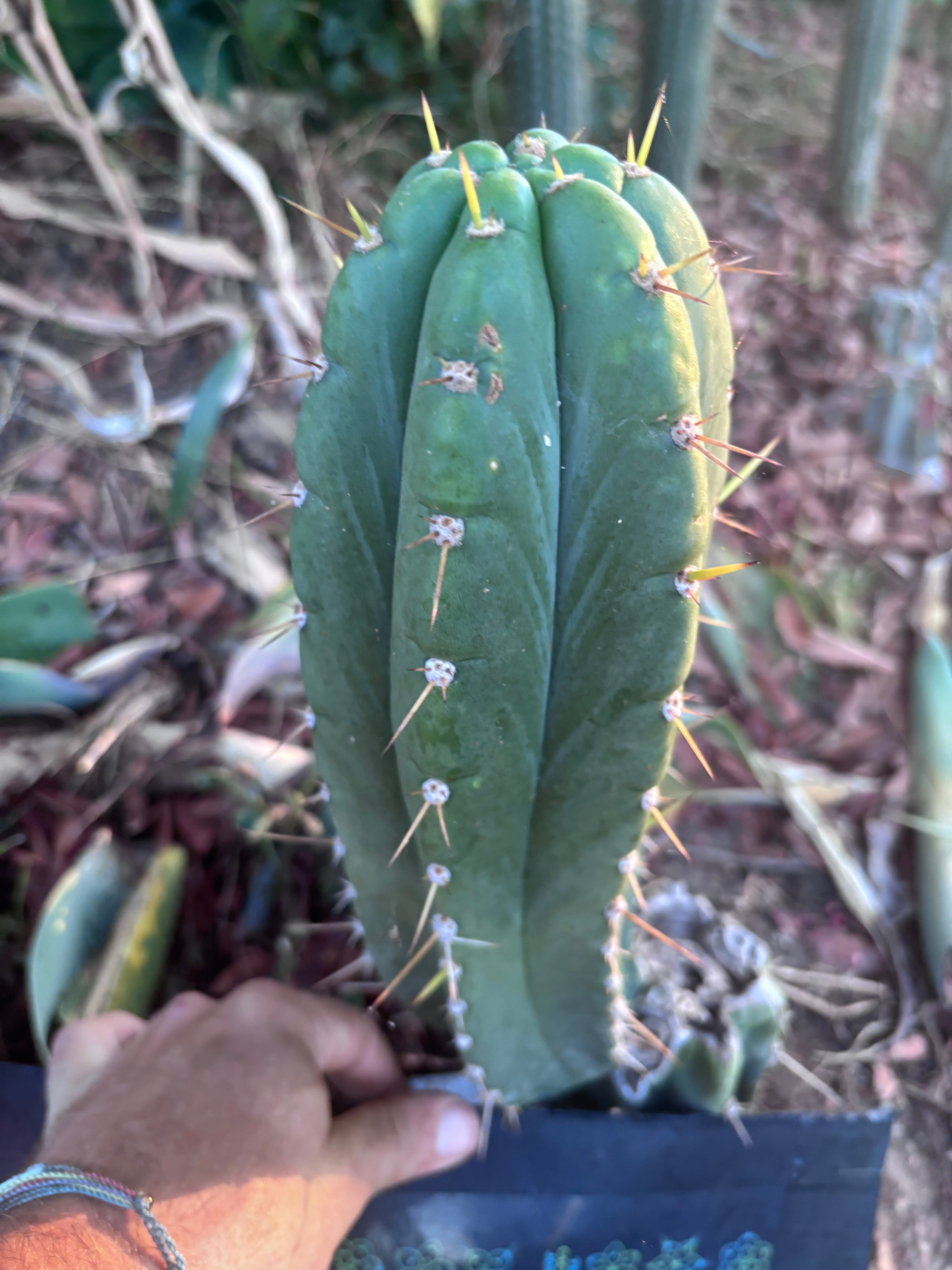 👑🌶️ Maranonensis — Thick 12” Pup