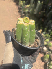 👑 Hulk’s Balls — Graft On Rooted PC