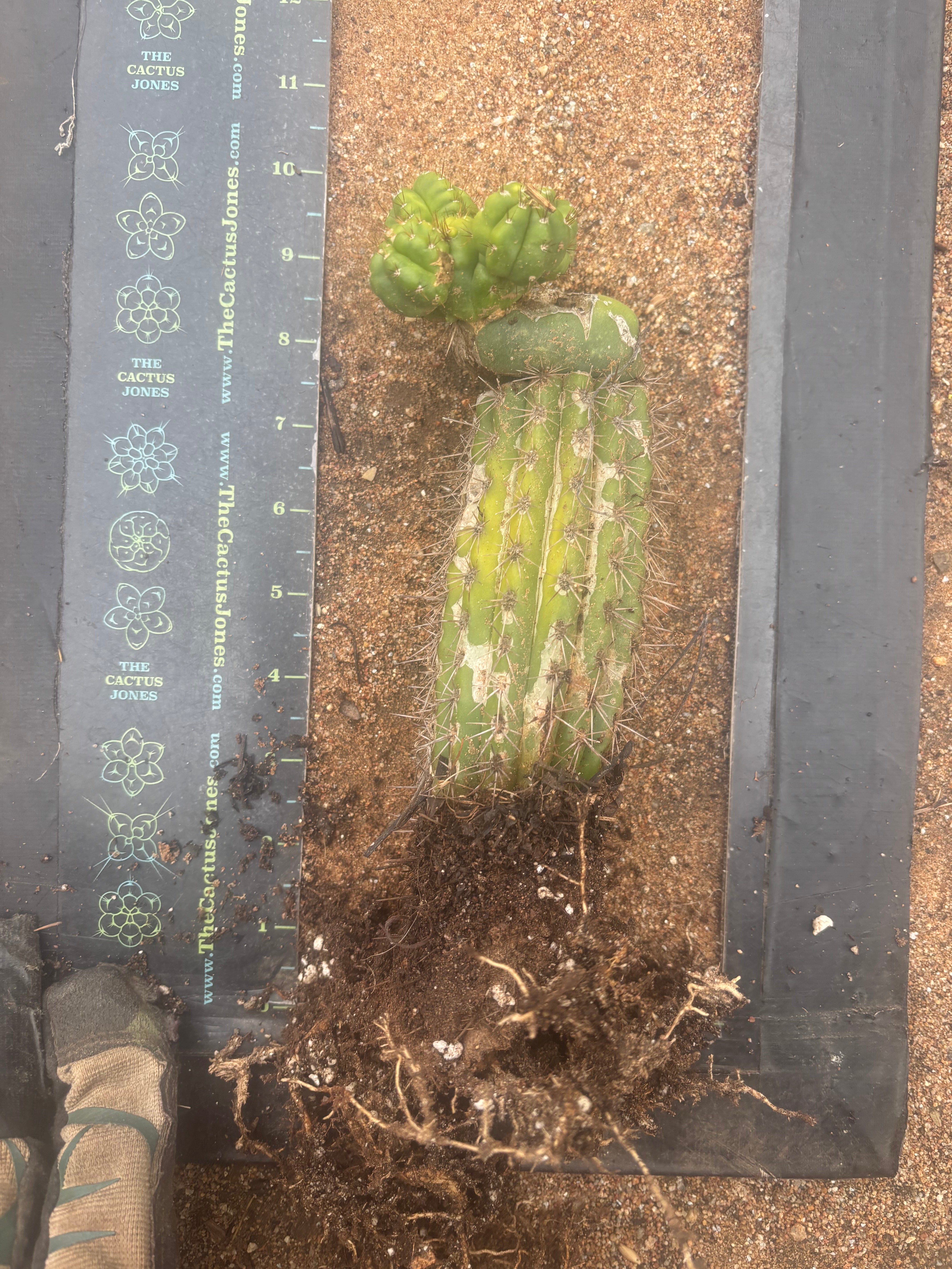 💎👑💎 Havran — Established Multi-Pup Slab Graft, Rooted