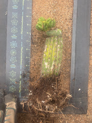 💎👑💎 Havran — Established Multi-Pup Slab Graft, Rooted