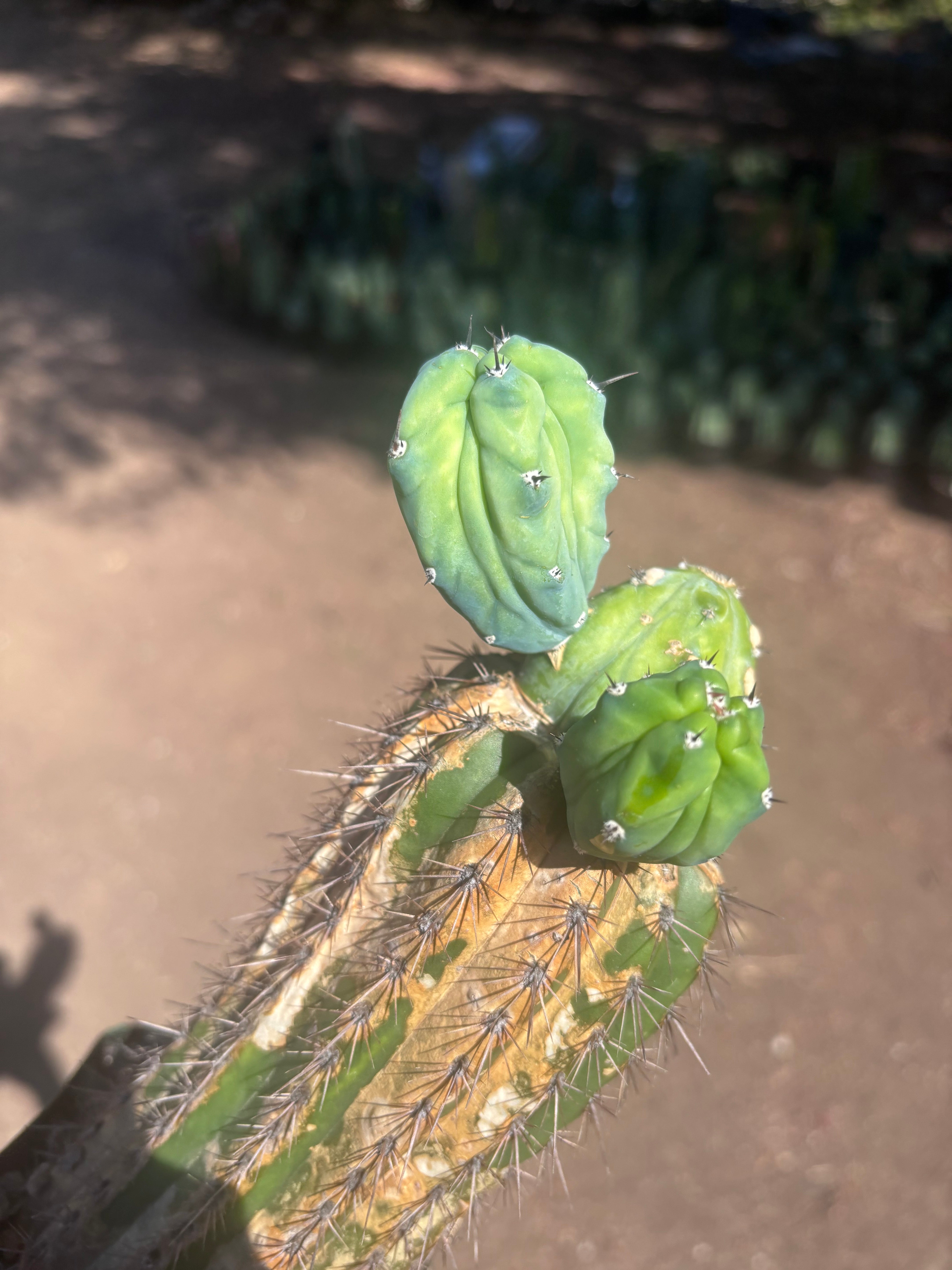 👑💎 Grecas — Butt Graft with 2 Pups