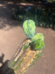 👑💎 Grecas — Butt Graft with 2 Pups