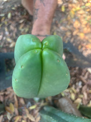 💎👑🌶️ Ferah — Plump FourWang 8” Tip