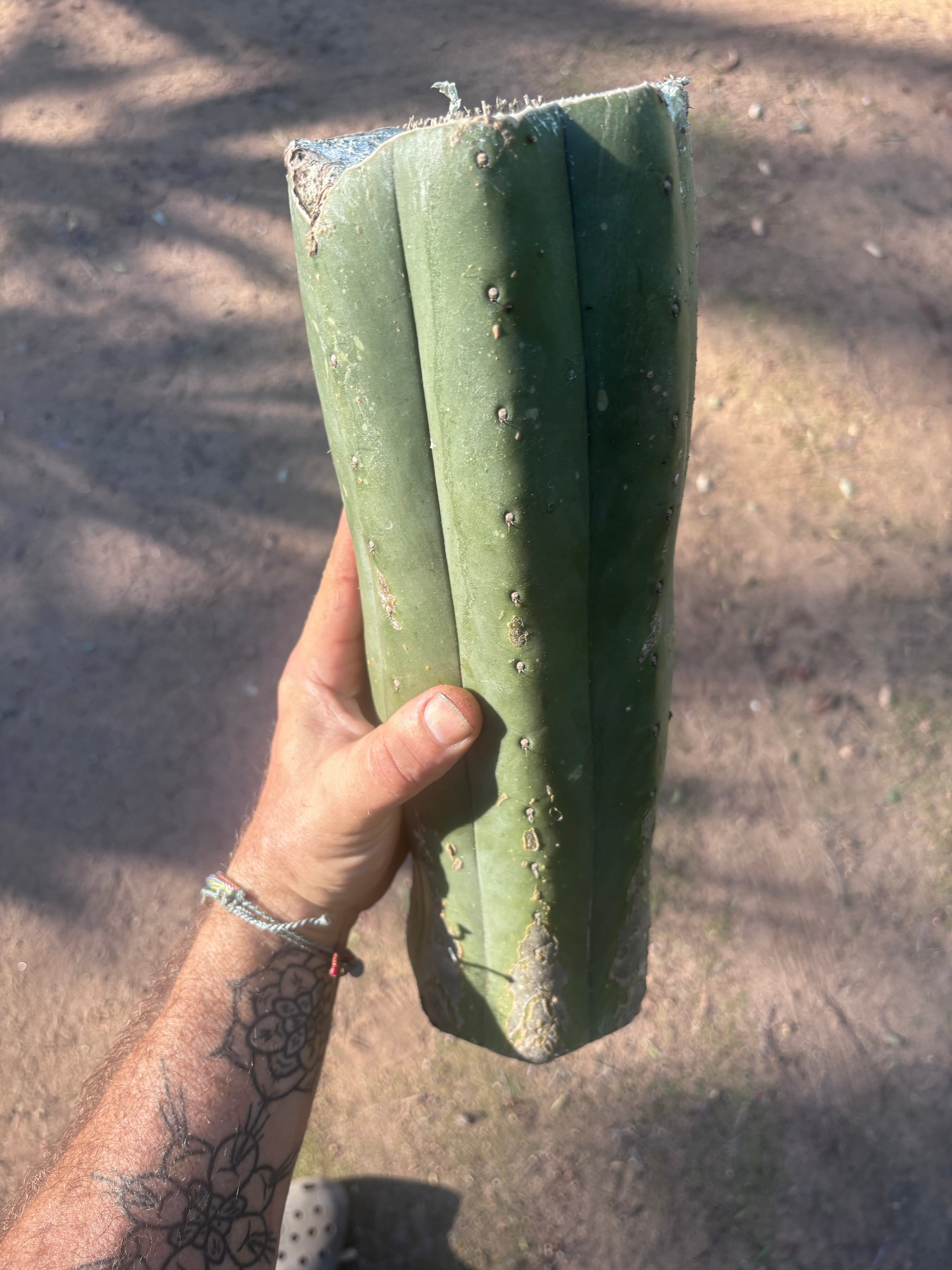 👑🌶️ Juuls Giant — XL 14” Yule Log