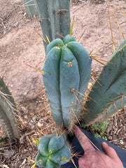 👑🌶️ S.S. Achuma — 10” Tips (2)