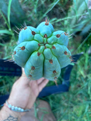 💎👑 Papa Smurf — FAT 9” Pup