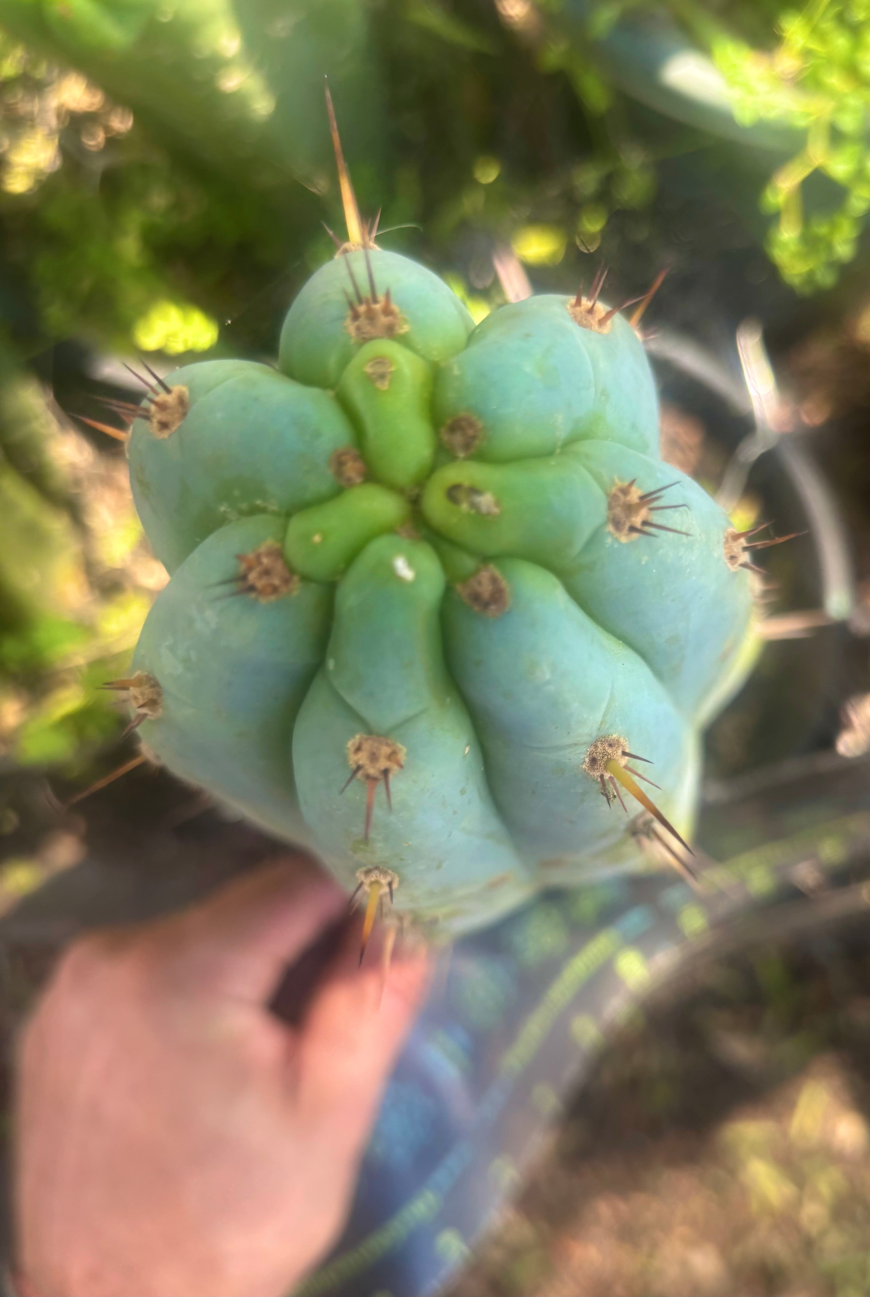 💎👑🌶️ Sharxx Blue — Thick 9” Tip