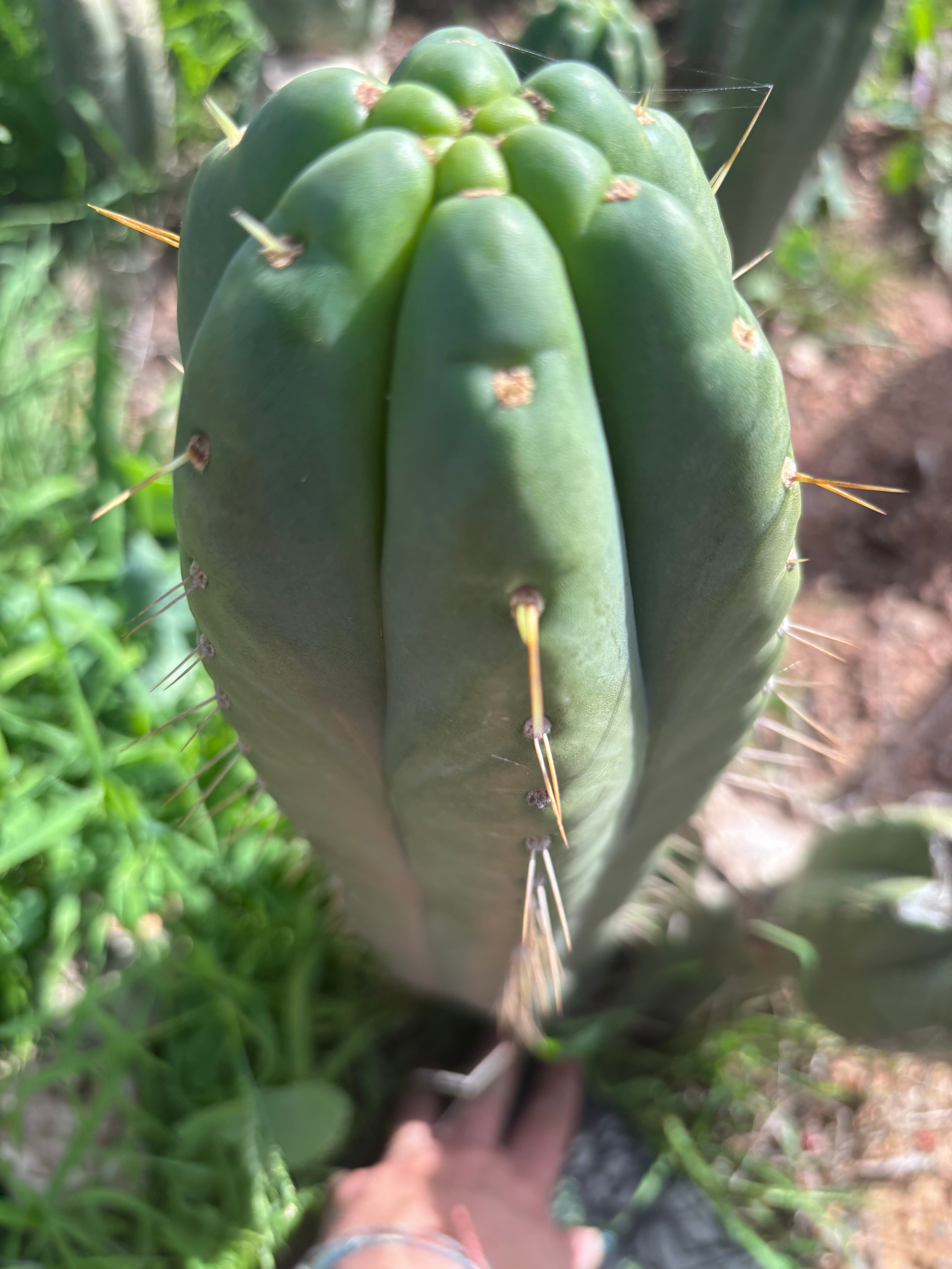 👑💎🌶️ Yowie — Beefy XL 15” Pup